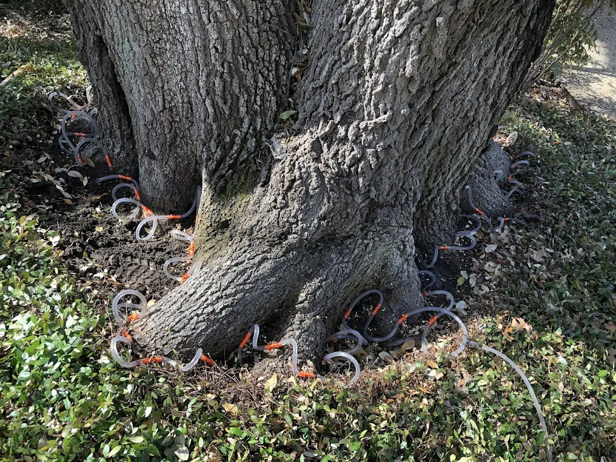 Detailed Tree Cabling and Bracing job site in Candia