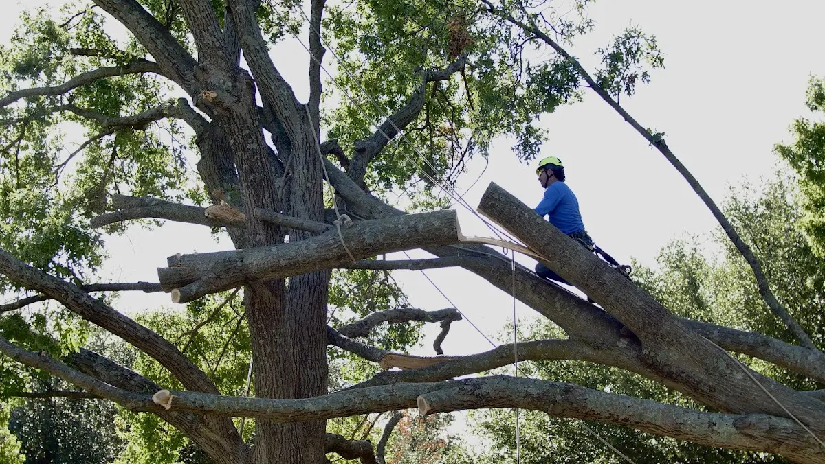 Professional Crown Thinning performed by certified arborists in Candia