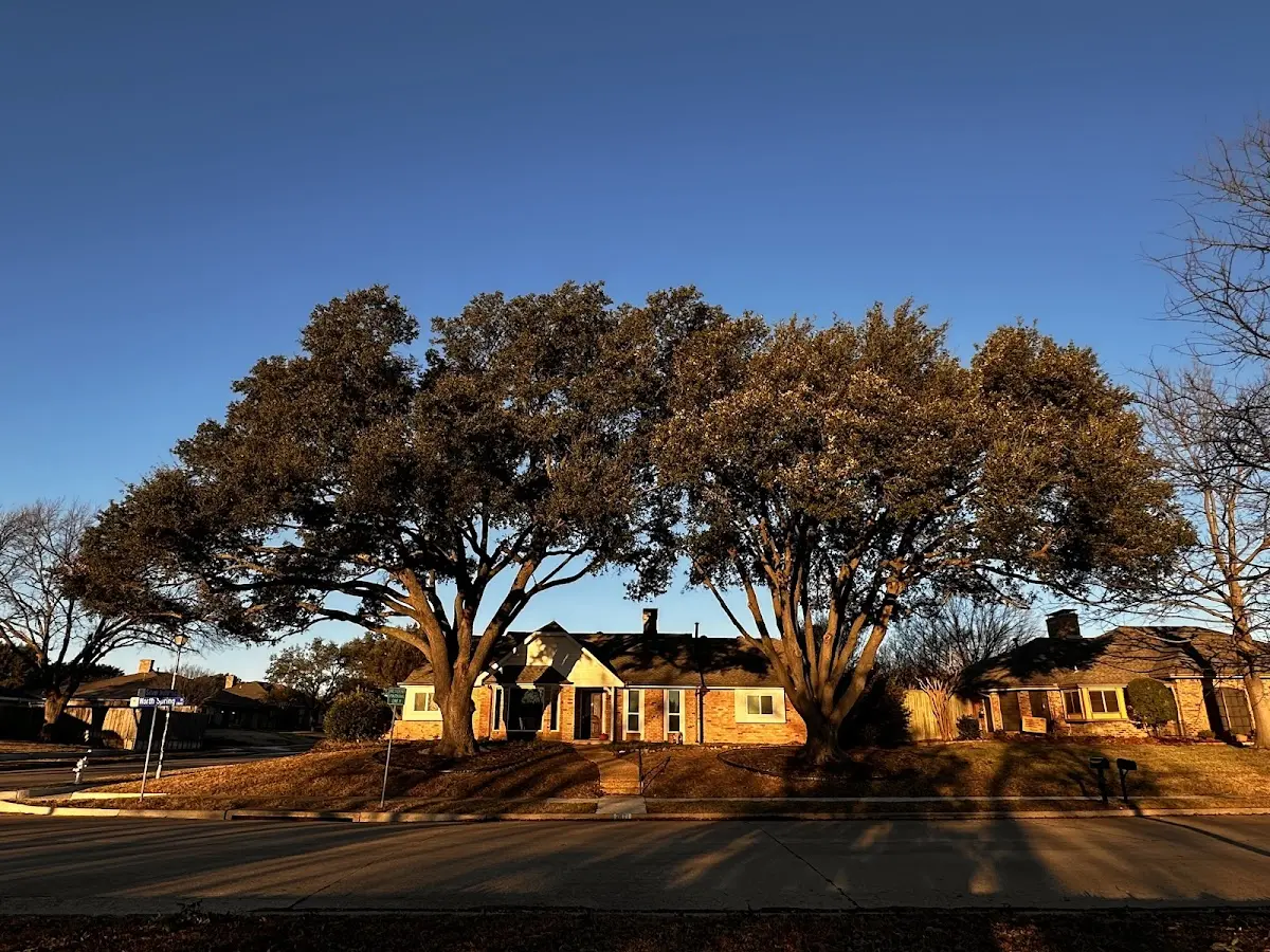 Established residential canopy tree shading a home in Candia